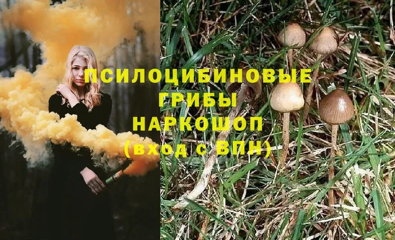 Галлюциногенные грибы Magic Shrooms  Трубчевск 